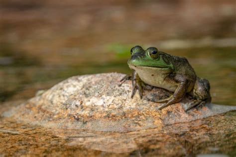 pon animals|25 Animals That Live in Ponds (Examples) .